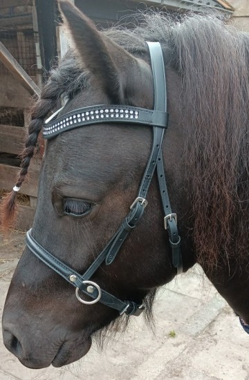 Bitloos hoofdstel shetlander