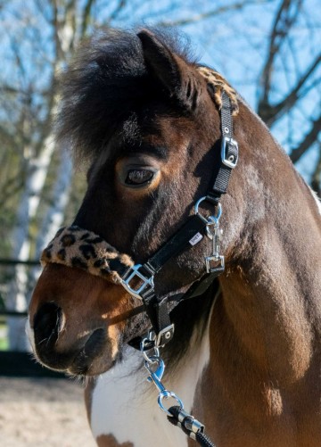 Halster funny luipaard 0
