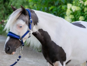 Halster glitter fleece navy hb