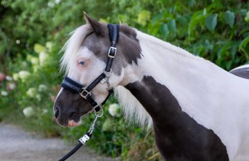 Halster glitter fleece zwart hb