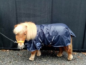 Harry and hactor regendeken