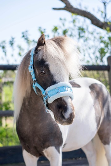 Kaptoom lichtblauw hb foto