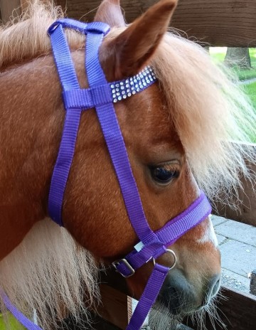 Nylon bitloos hoofdstel mini shetlander