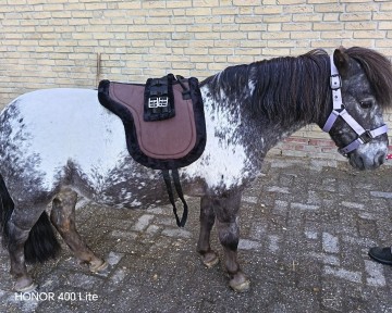 Rijpad bruin