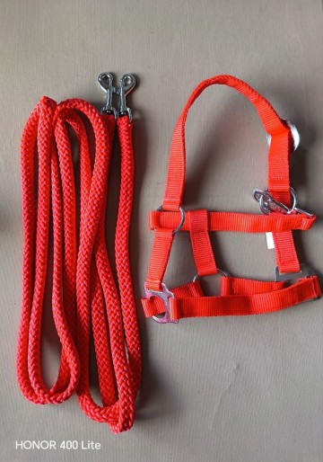 Setje lange teugel en halster rood mini shetlander