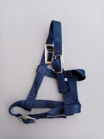 Veulen halster mini blauw