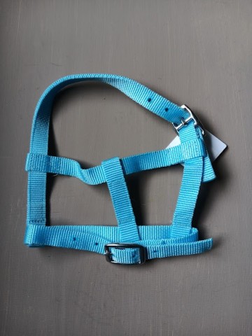 Veulen halster mini licht blauw