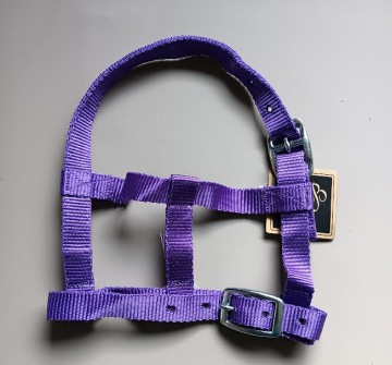 Veulen halster paars