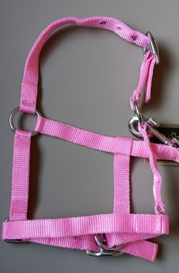 Veulen halster roze shetlander