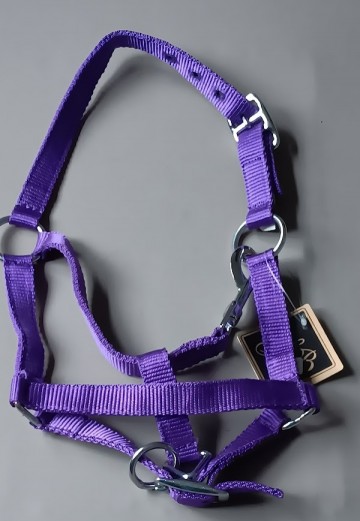 Veulen halster shetlander paars